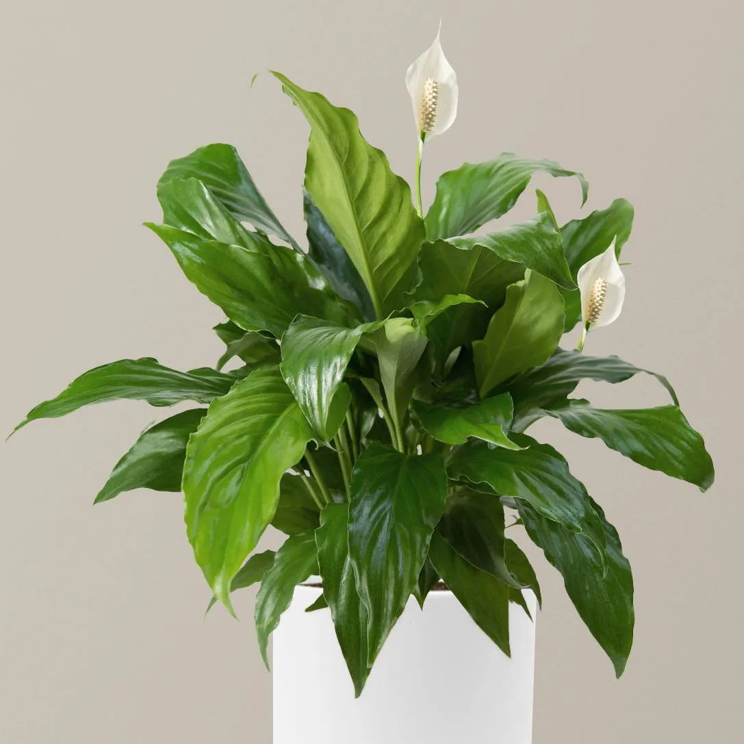 Peace Lily - Moyen (15-19 de haut) / Isabella (6,25 de large) / Blanc' loading='lazy' title=