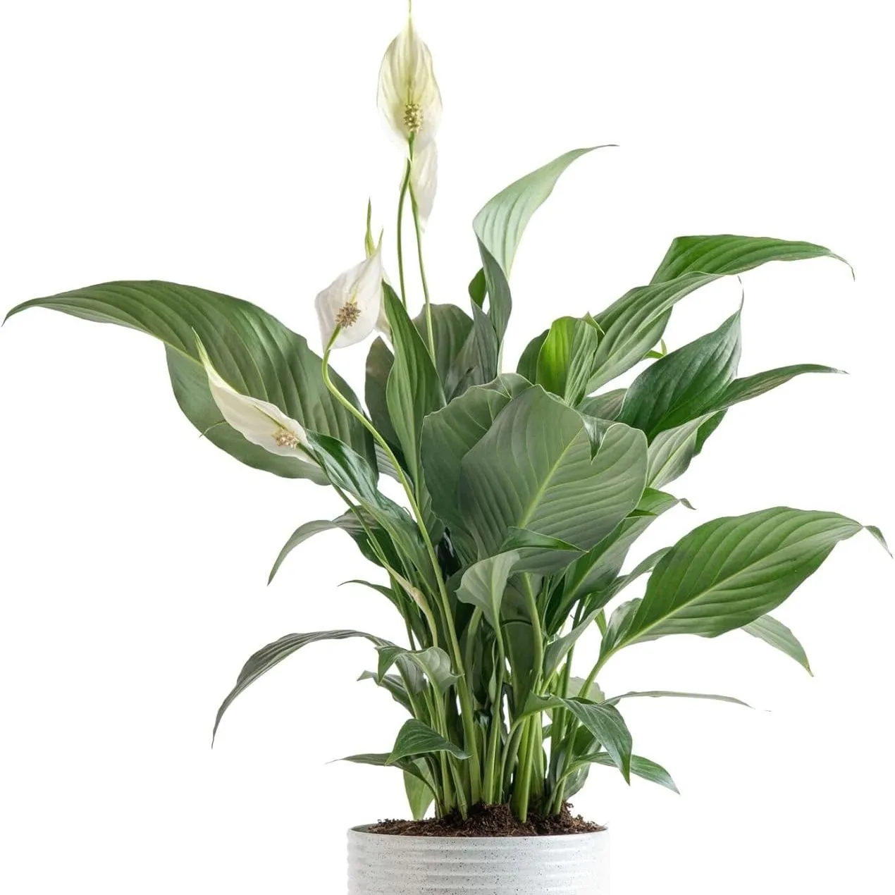 Costa Farms Plante vivante de lys de la paix dans un pot décoratif, plante d'intérieur à fleurs purificatrice d'air, parfaite pour la décoration de la maison ou du bureau, excellente pendaison de crémaillère ou cadeau d'anniversaire, 14 à 24 pouces de hauteur' loading='lazy' title=