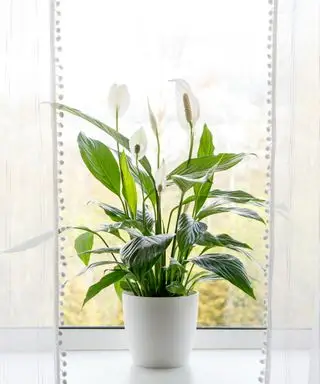 Mír Lily