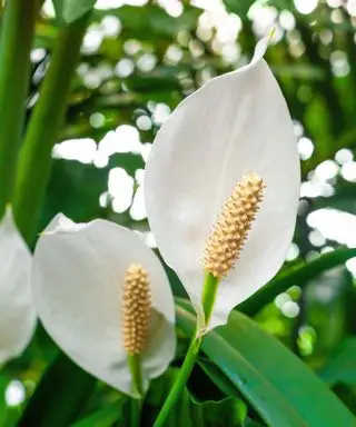Mír Lily
