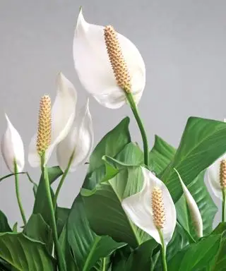 Mír Lily