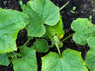 Plántulas de pepino