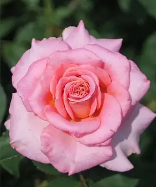 Růžový květ Ashley rose