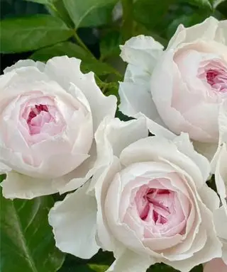 Světle krémová s růžovým středem Earth Angel roses