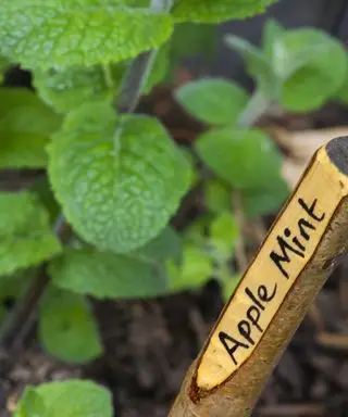 menta de manzana creciendo en el jardín de hierbas