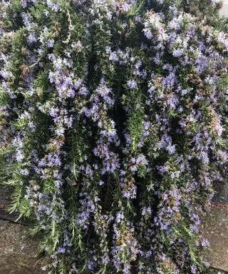 romero cultivado como hierba aromática