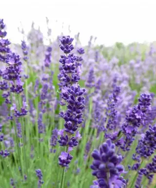 hierba aromática lavanda angustifolia melissa