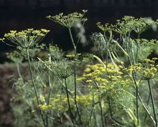 semillas de hierbas aromáticas hinojo