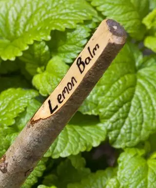 Bálsamo de limón que crece en el jardín de corte en Nunnington Hall North Yorkshire