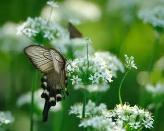 mariposa sobre flores de cebollino ajo
