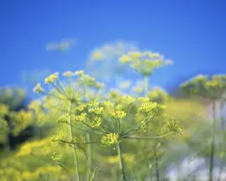 Semillas de eneldo de hierbas aromáticas