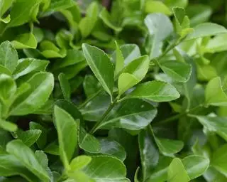 euonymus japonicus