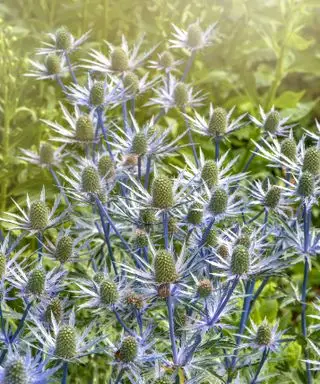 planta costeira azevinho do mar ou eryngium safira azul