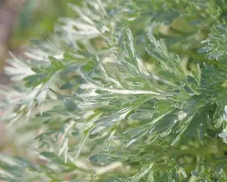 planta costeira artemísia