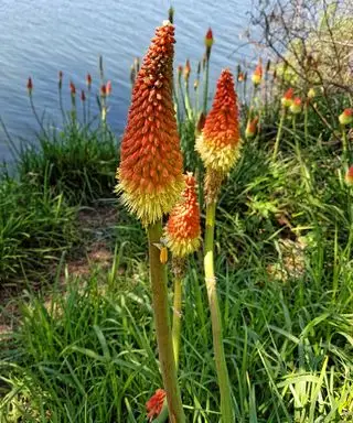 kniphofia de pôquer em brasa