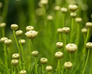 flores amarelas de Santolina Napolitana