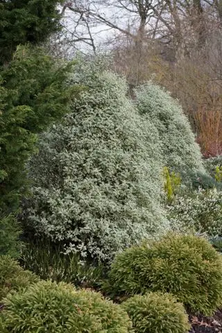 Siepe privacy Pittosporum