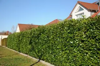 Siepe privacy in alloro ciliegio