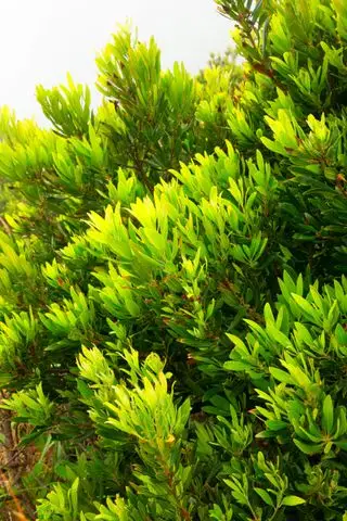 Morella californica siepe per la privacy