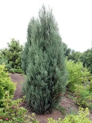 Siepe per la privacy Juniperus scopulorum 'Blue Arrow