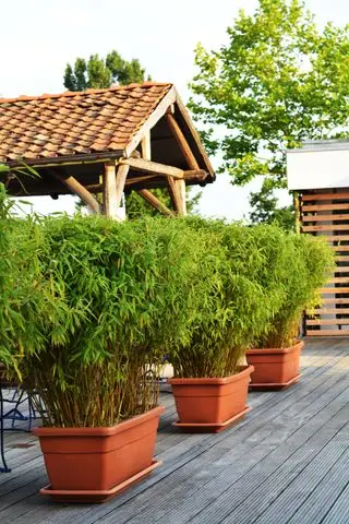 bambù in un giardino