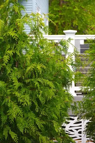 Meilleures haies d’intimité – 10 plantes pour créer un écran
