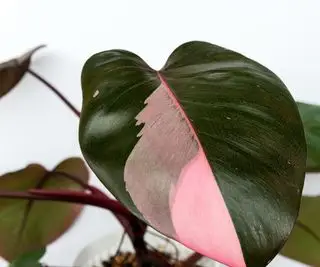 Princesa rosa filodendro con hoja rosa abigarrada