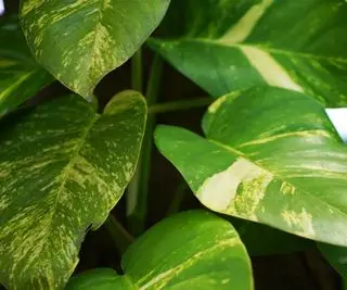 Potos abigarrados que crecen en interiores.