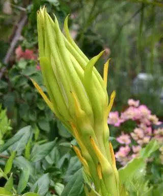 Frucht von Hylocereus undatus oder weißfleischiger Drachenfrucht