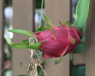 Drachenfrucht wächst gegen einen Zaun