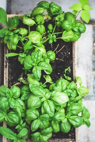 albahaca que crece en el jardín en una maceta