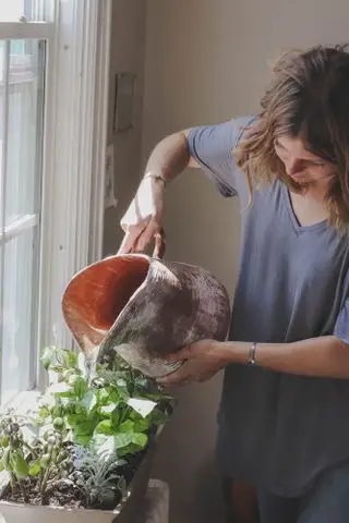 regar la albahaca que crece en el alféizar de una ventana