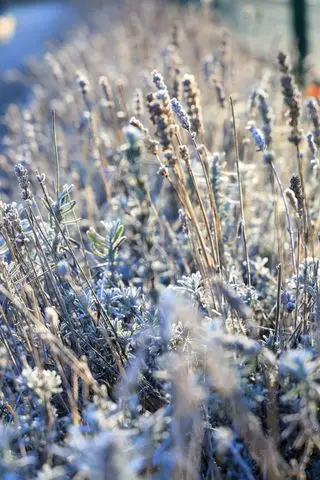 escarcha en viejas flores de lavanda en invierno