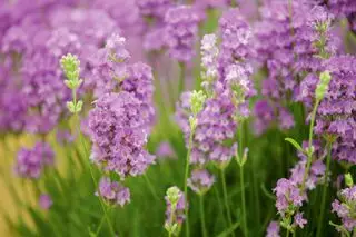 Cómo podar lavanda – Ashdown Forest