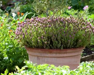 Lavanda plantada en una maceta de terracota en un jardín.
