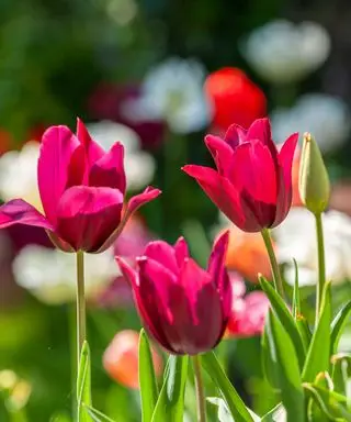 Cosa fare con i tulipani dopo la fioritura: consigli per incoraggiare la comparsa di nuovi fiori l'anno prossimo