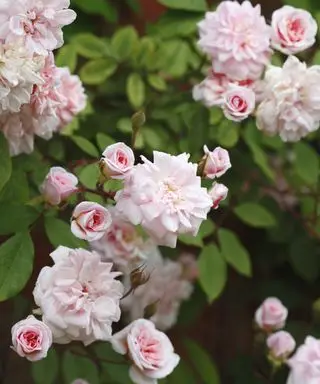 Roses grimpantes rose clair