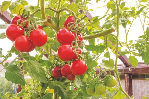 Pourquoi mes feuilles de tomates jaunissent-elles ?