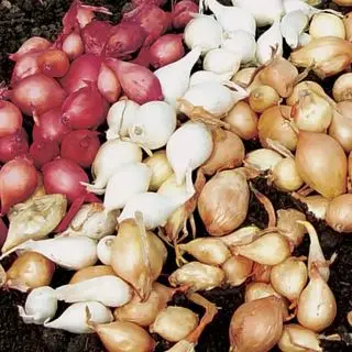 Colección de cebolla
