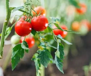 Tomates rojos maduros que crecen en una planta de tomate