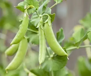 Guisantes dulces que crecen en una planta de guisantes