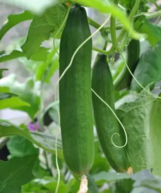 Pepinos maduros en invernadero.