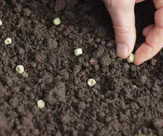 Sembrar semillas de guisantes en una bandeja para semillas llena de abono