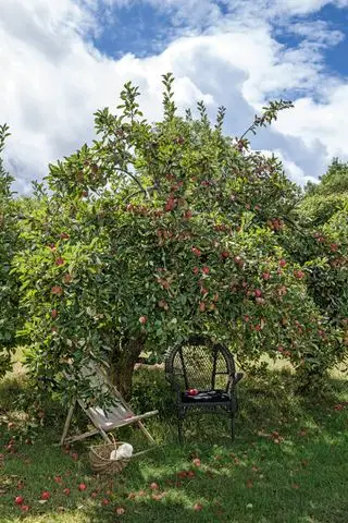 Gran manzano con sillas de jardín.