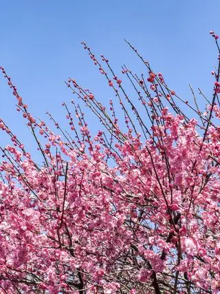 Flor de ciruelo contra el cielo