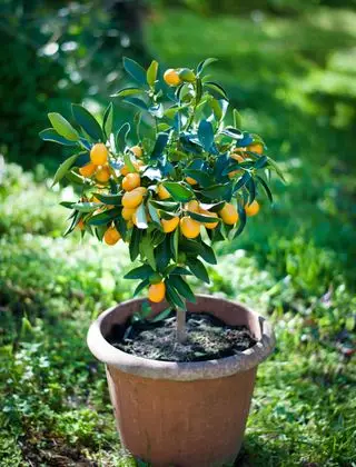 Árbol de kumquat en una maceta en un jardín.