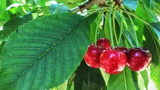 cerezas