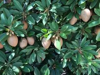 Árbol de mangos cultivado a partir de semillas.