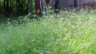 Las mejores semillas de césped de rápido crecimiento: 10 semillas y tepes para un césped verde y exuberante
