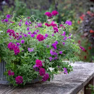 rosa og lilla planting